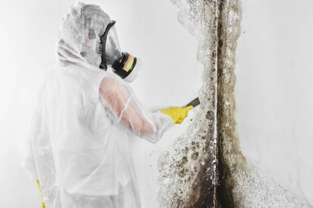 Certified Mold Removal in Finderne, NJ