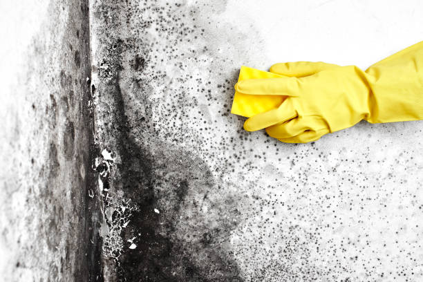 Home Mold Removal in Finderne, NJ
