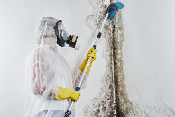 Best Office Mold Removal Services  in Finderne, NJ