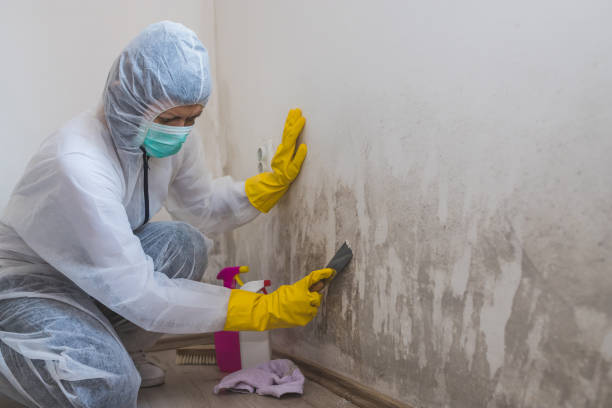 Best Attic Mold Removal  in Finderne, NJ