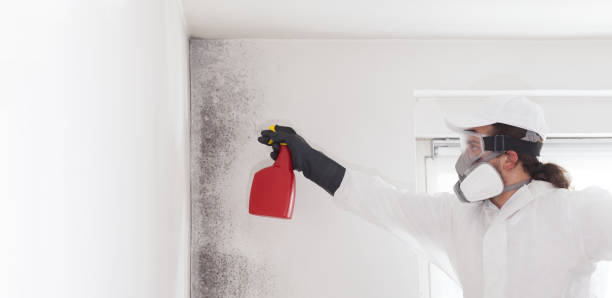 Best Same-Day Mold Removal  in Finderne, NJ