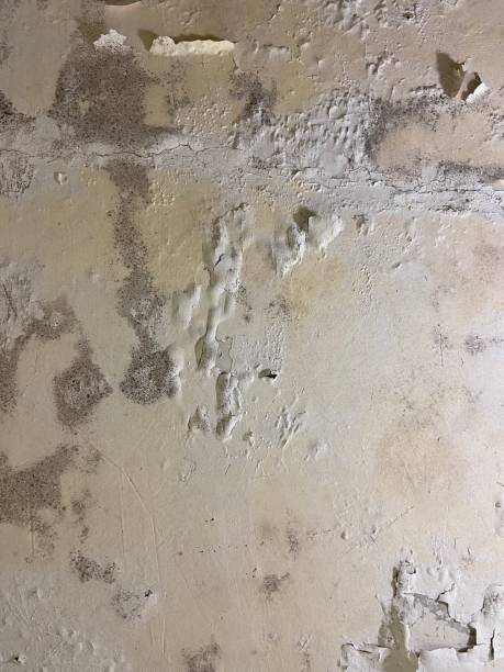 Best Black Mold Removal  in Finderne, NJ