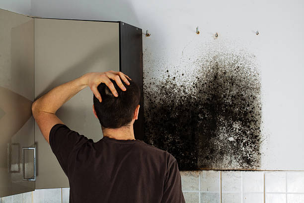Best Mold Removal Company Near Me  in Finderne, NJ
