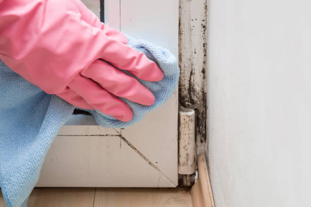 Best Professional Mold Removal  in Finderne, NJ